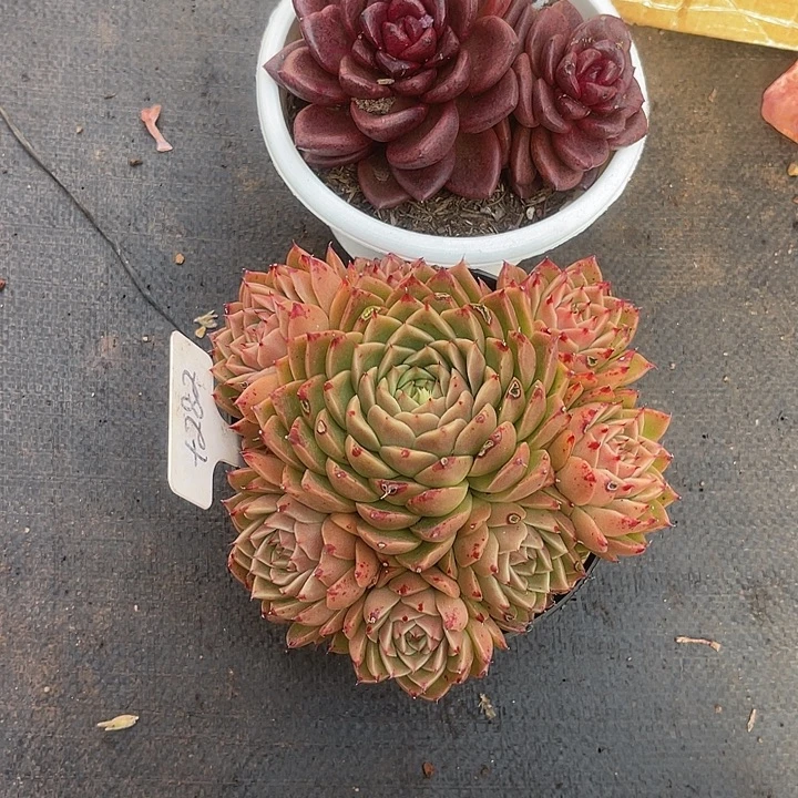 ****桑两单包邮，一物一拍，630,282