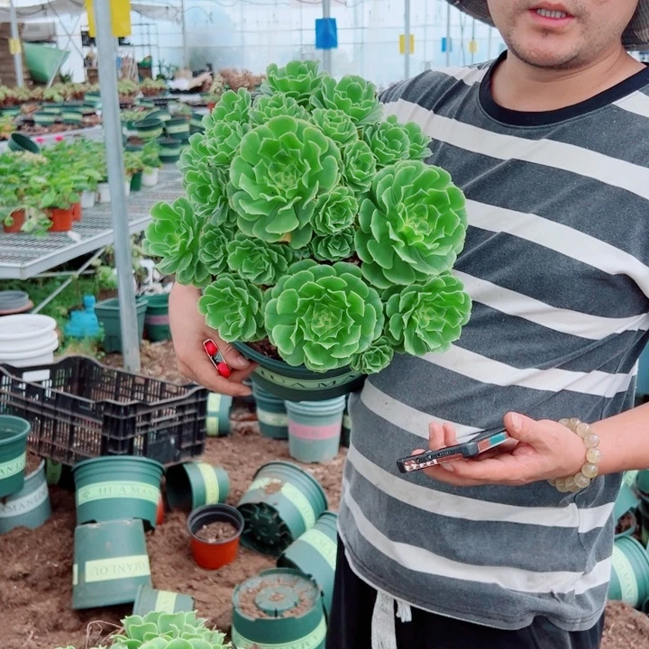 辛尼亚二加伦多肉法师