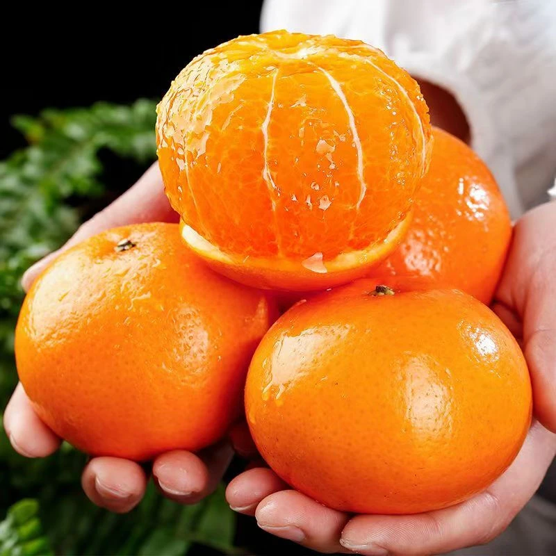 正宗广西武鸣沃柑 香甜多汁 新鲜应季水果 自然采摘 现摘现发
