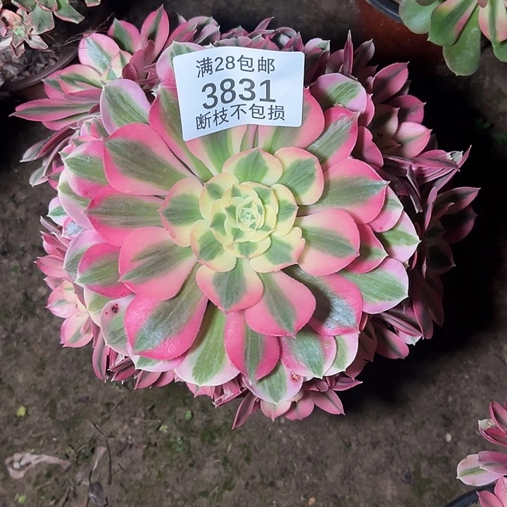 3831粉女巫多肉植物