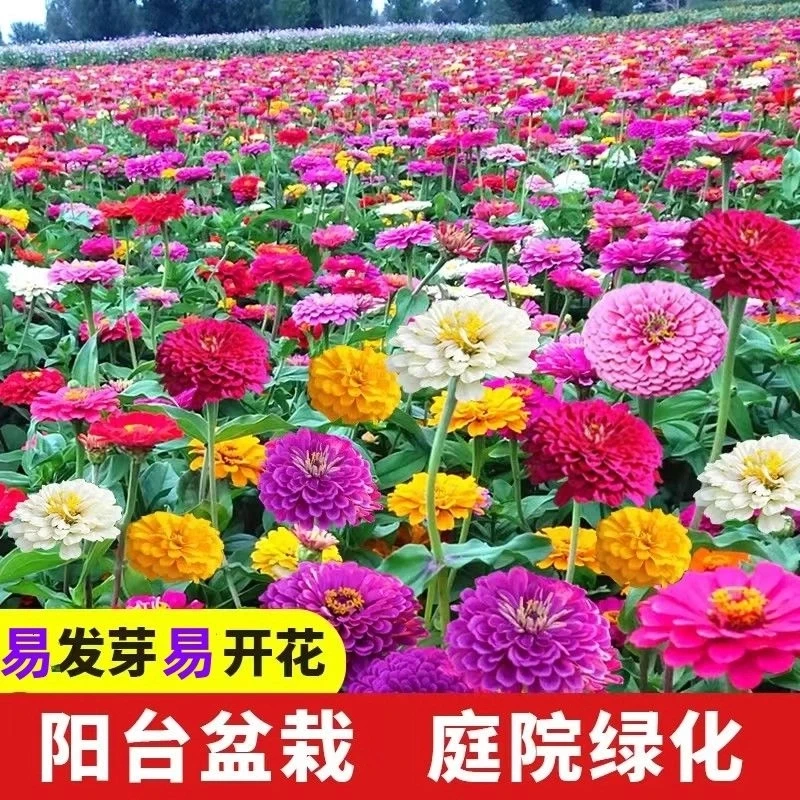 百日草花海混色矮杆大花易活庭院阳台盆栽室外百日菊简单四季种植