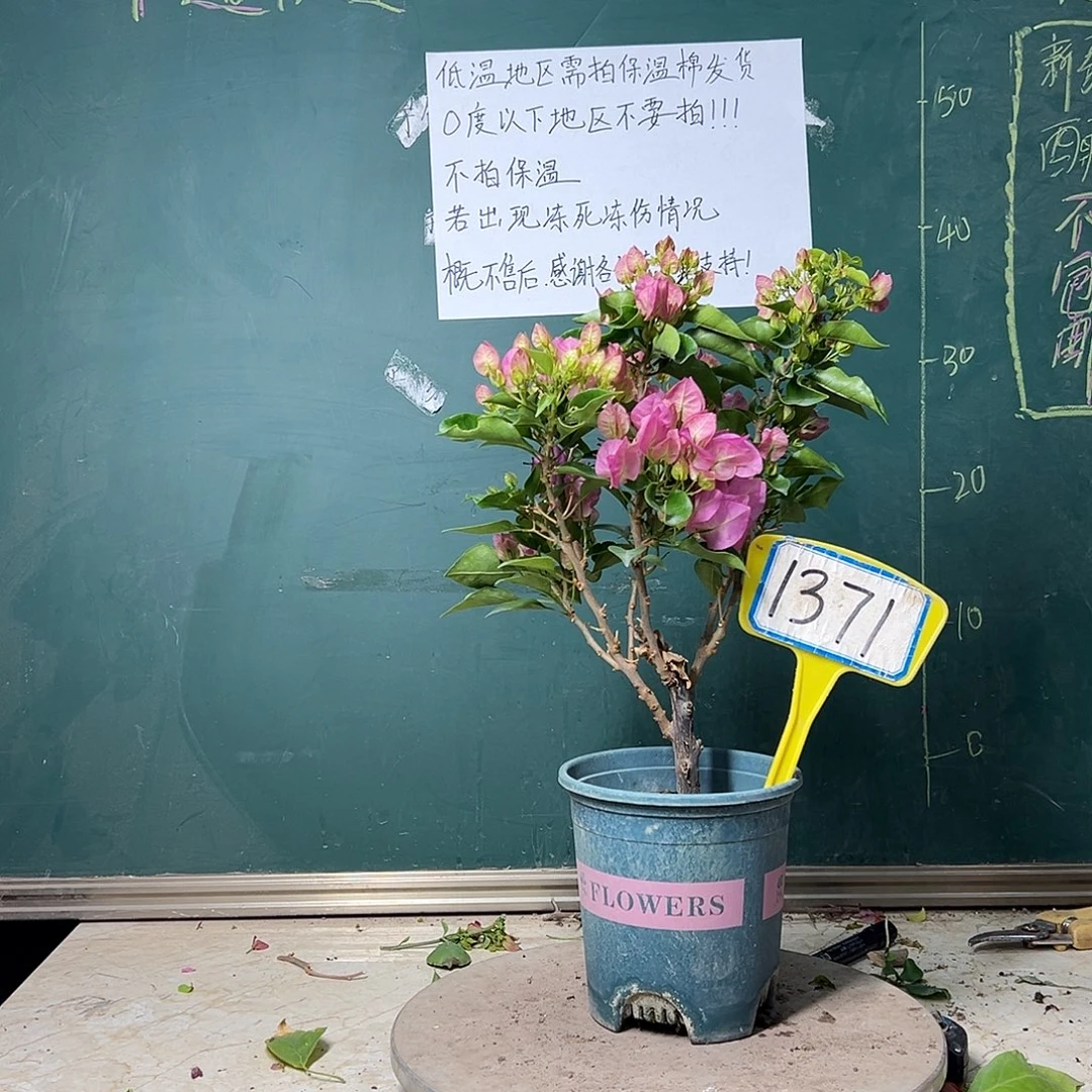 完全开放比芭粉 1371