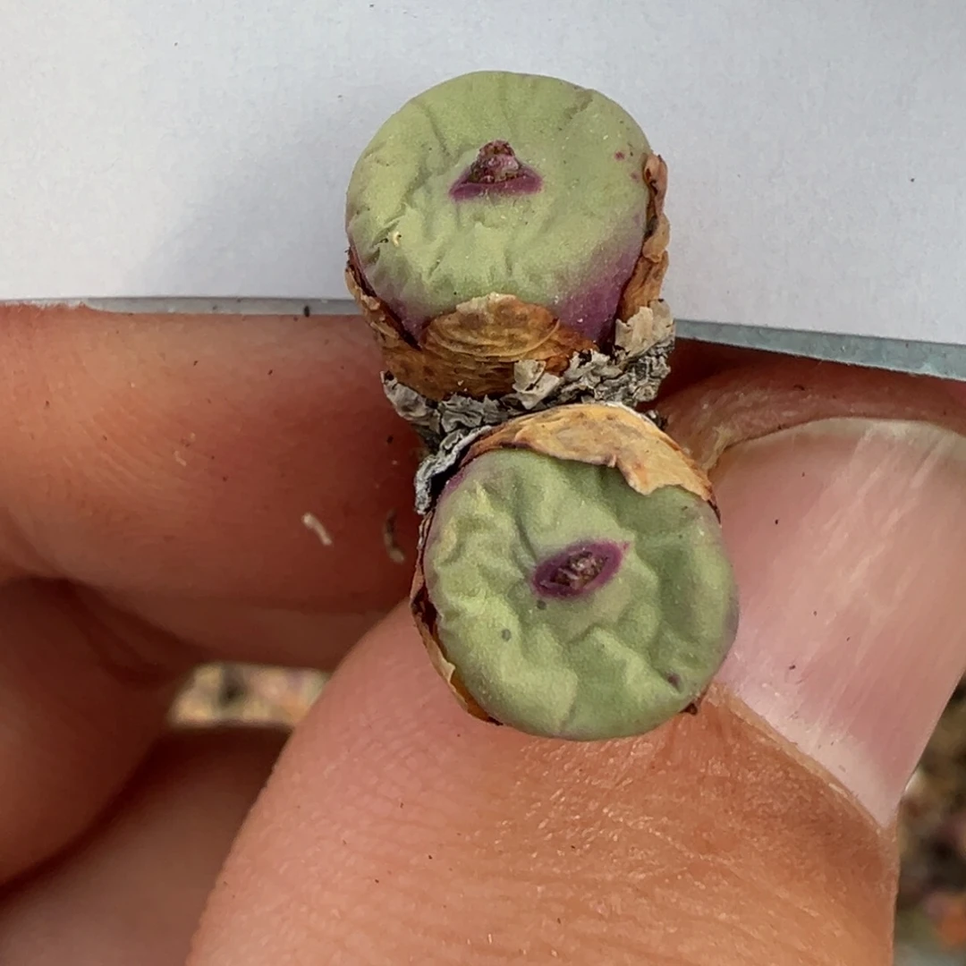 小***411-66肉锥多肉植物