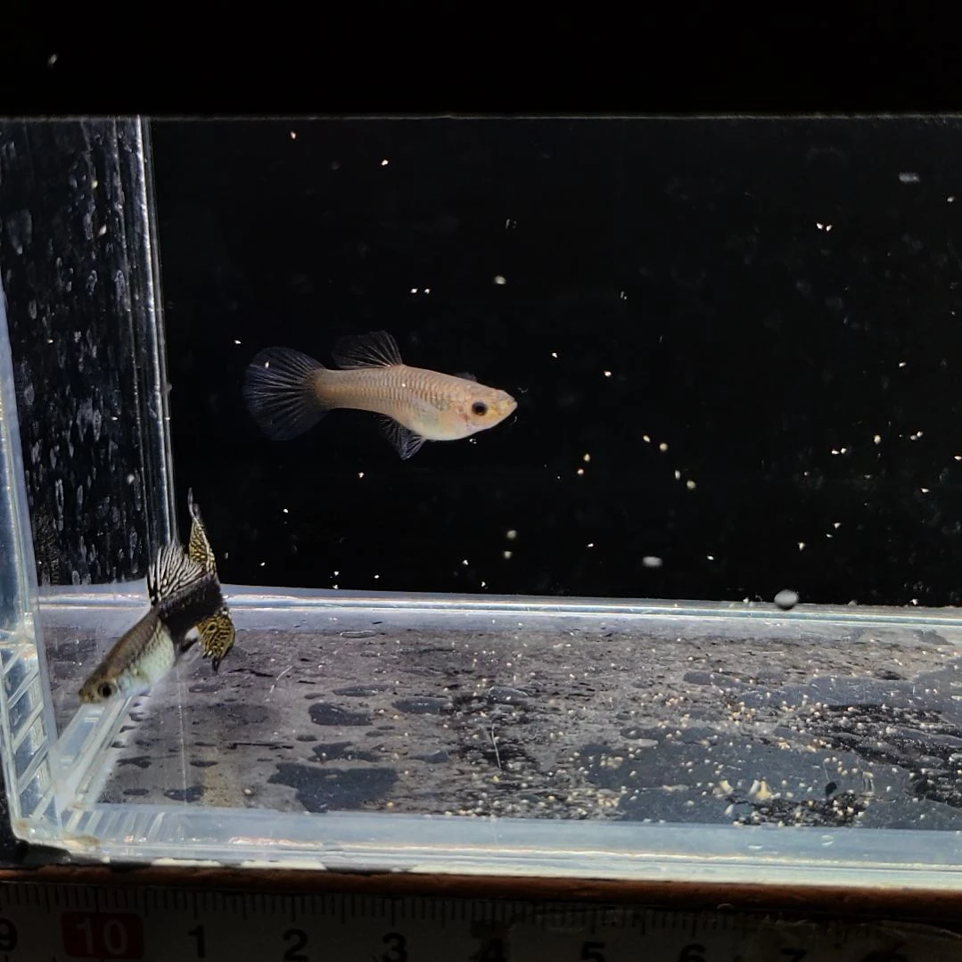 孔雀鱼微瑕满纹黑金蕾丝一对