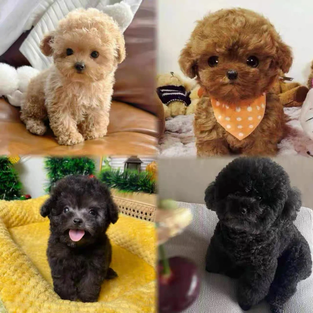 纯种泰迪幼犬茶杯犬香槟色黑色灰色棕红色小体贵宾犬活体宠物狗狗