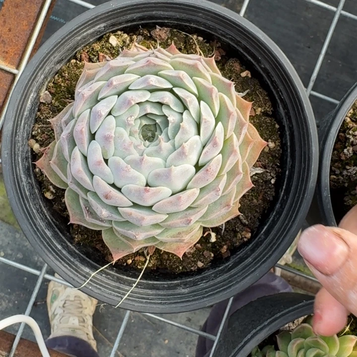 大单头多肉植物绿植