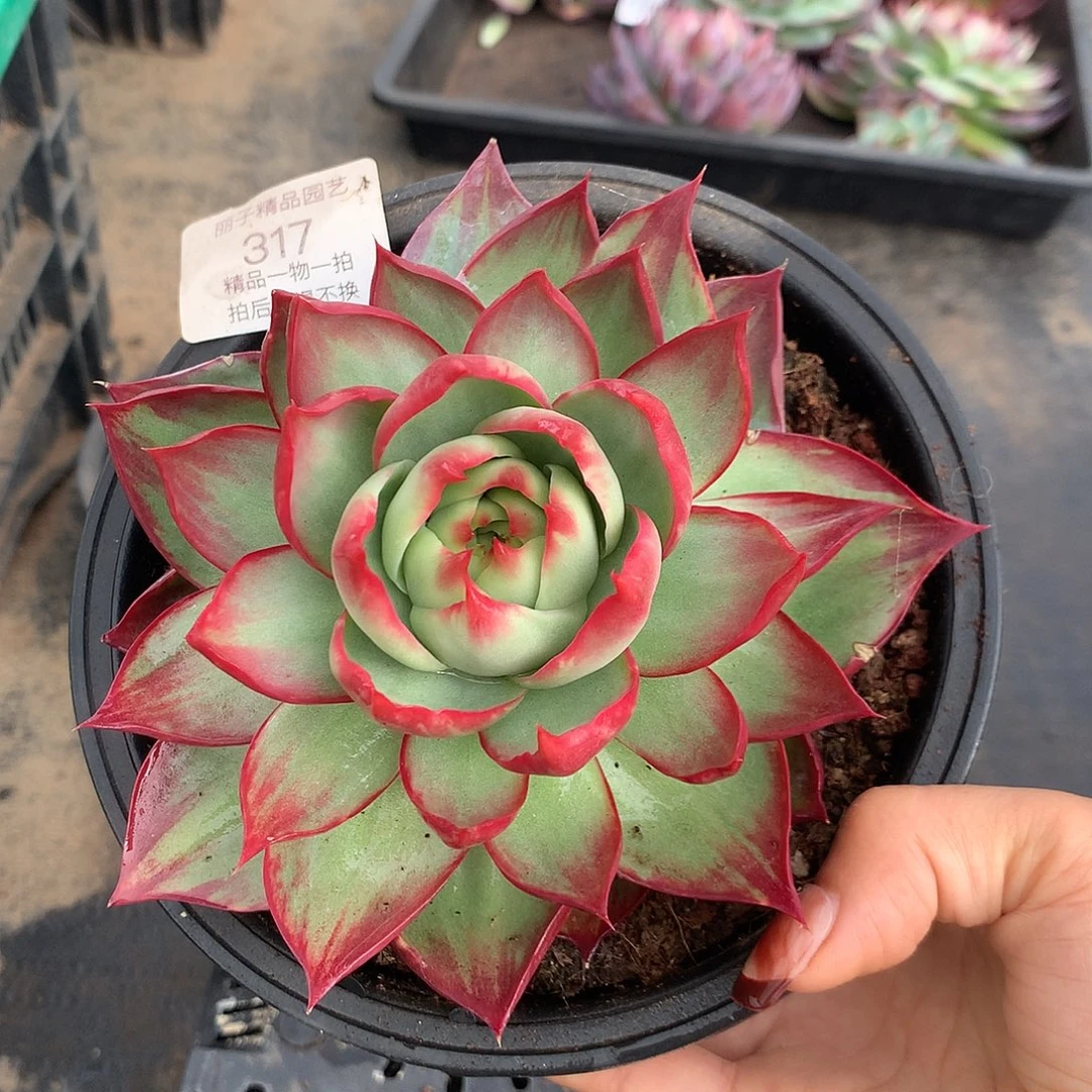 藏***心317号多肉植物惊鸿14