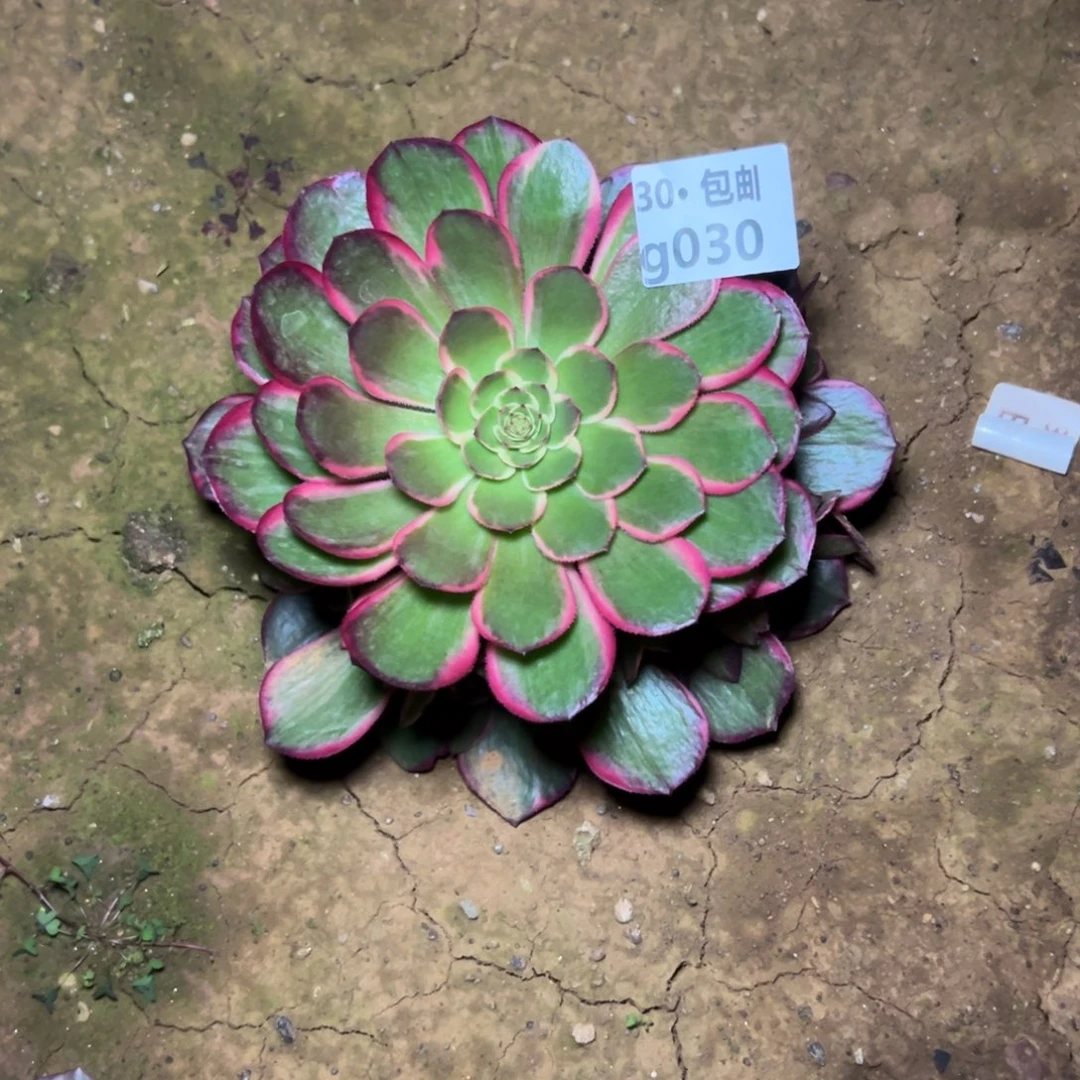 030粉花妖多肉法师