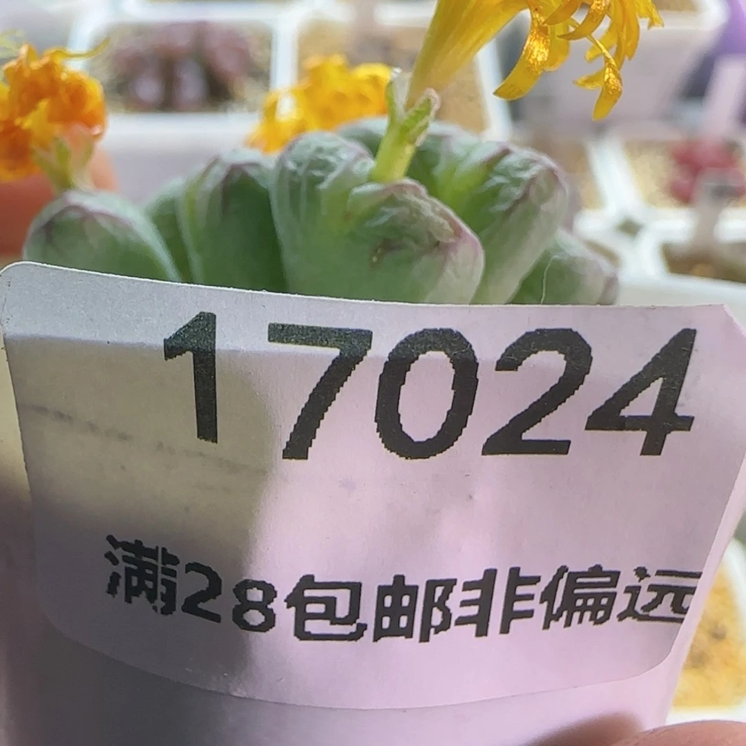 【闪购商品】莱*茶17024