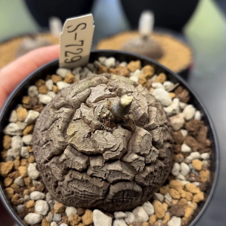 729 南非龟甲龙带盆包邮