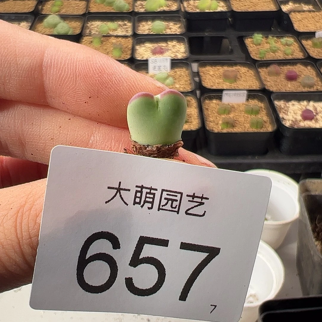 0000657 一物一拍。