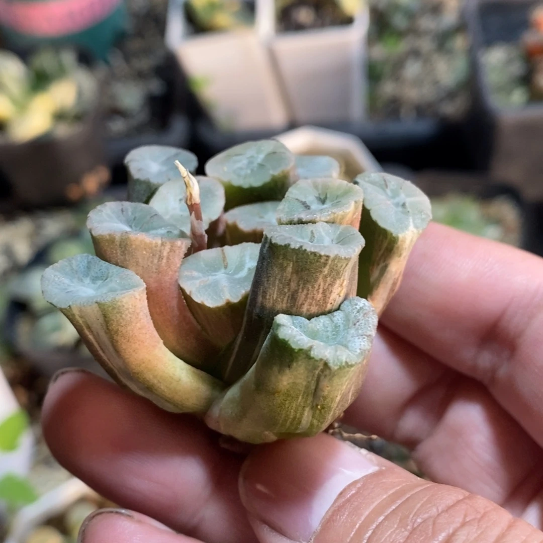 一颗万象锦 元旦福利