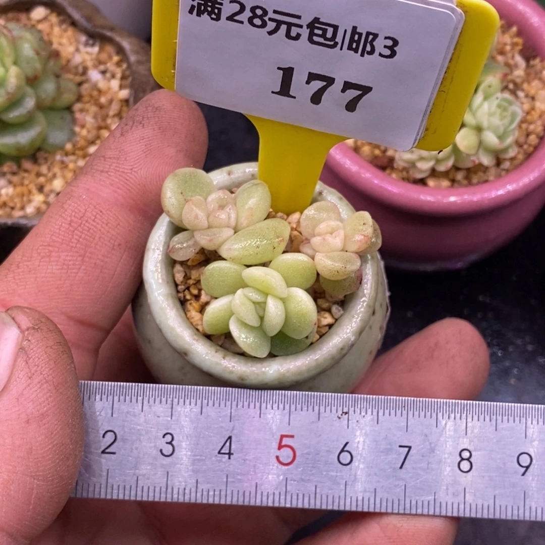 肉***）3177冰玉石化带锦…………