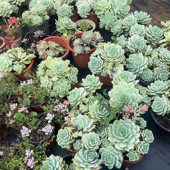 中恋曲1个多肉植物实物
