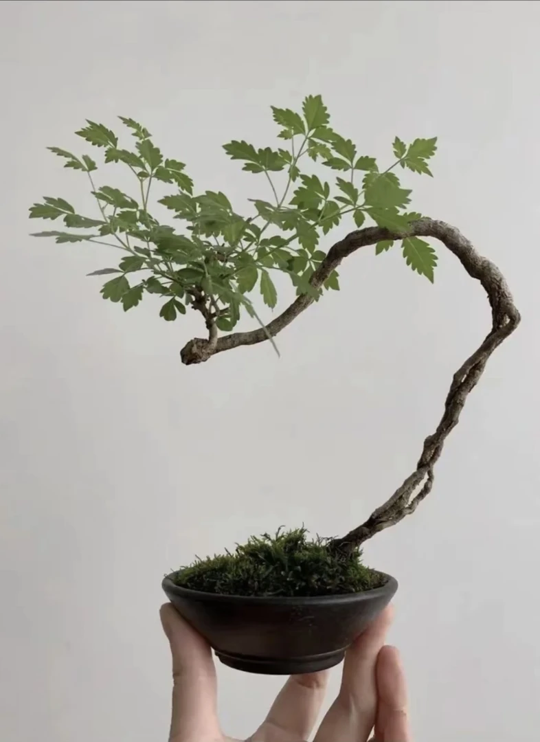 太行崖荆杂木盆景,以实物为准,介意勿拍