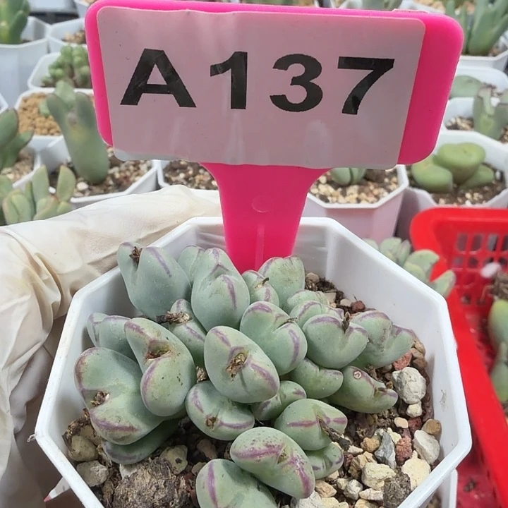 果***m137mmmmmmmmmmmmmm