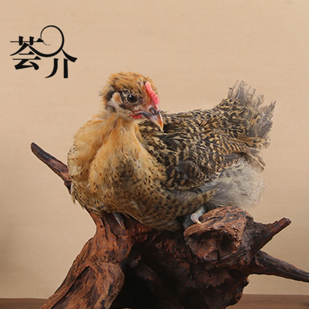活体长尾鸡长尾麻羽宠物鸡250g左右
