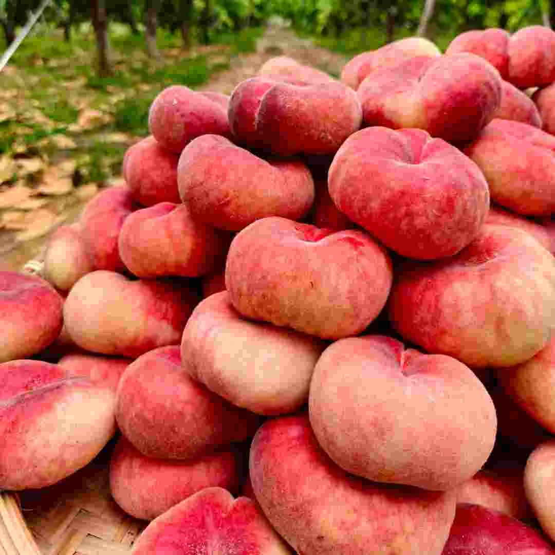 【禅意农场】蟠桃新鲜水密桃桃现摘现发新鲜当季香甜爆汁
