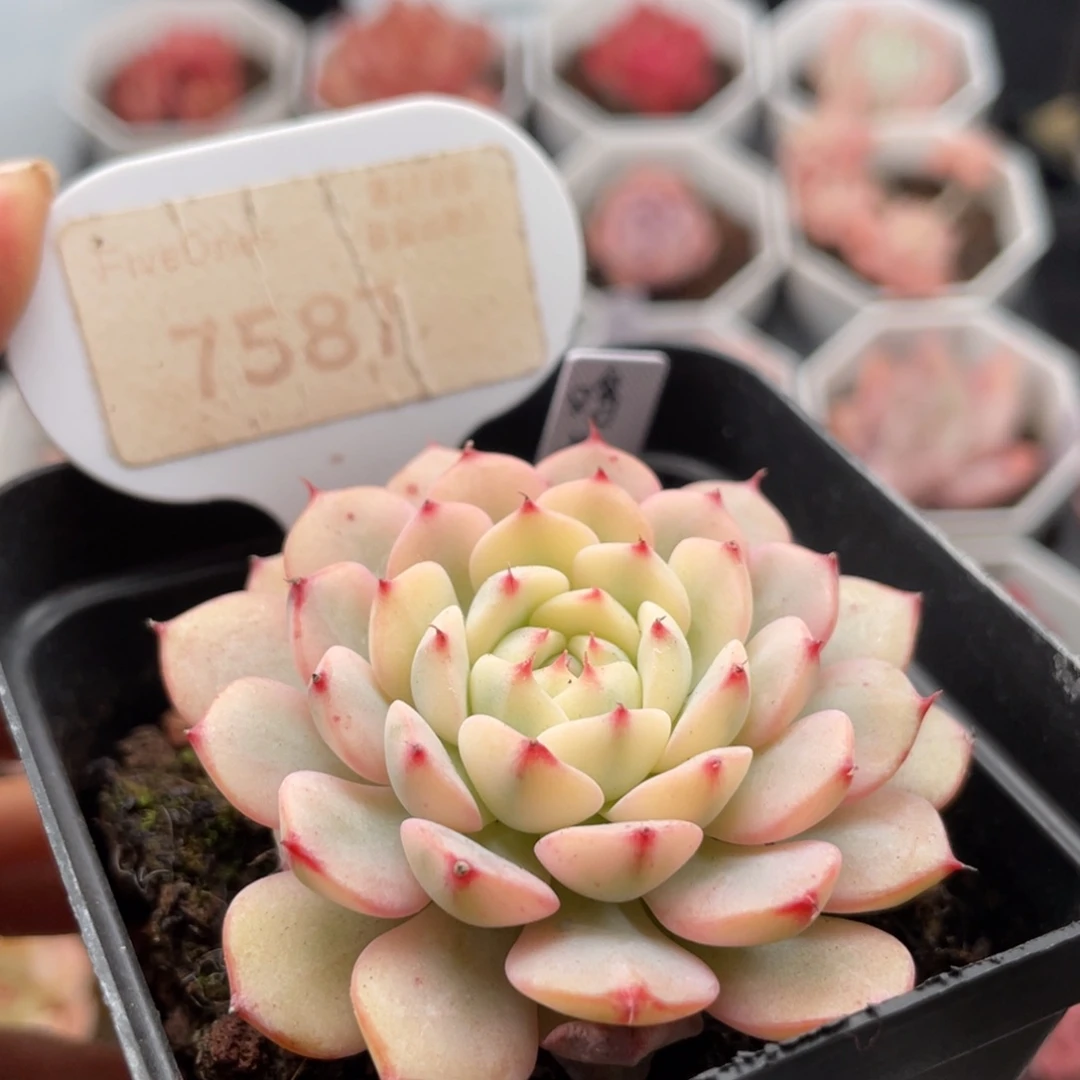 姬莲锦7587-6.0厘米