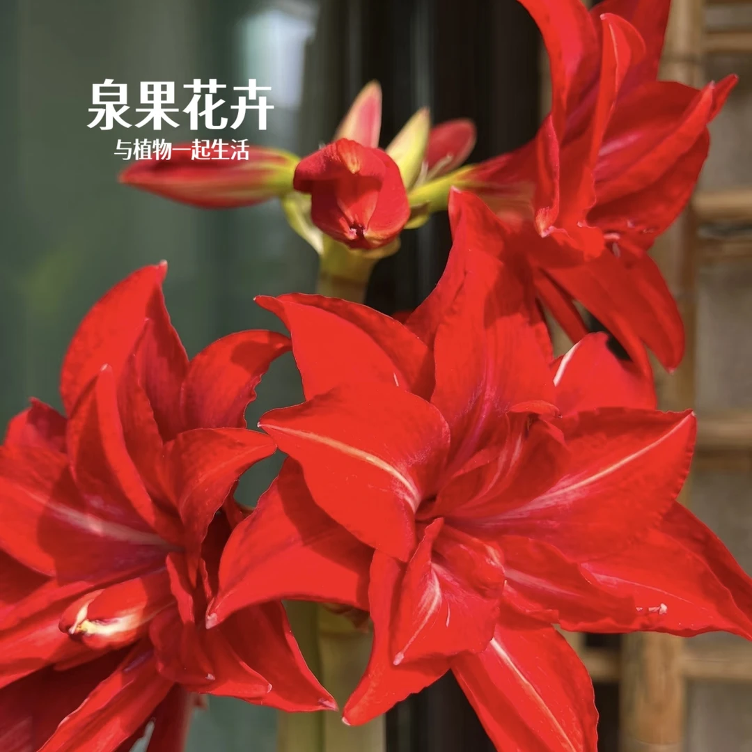 双重惊喜朱顶红【大球带花剑】大红重瓣花卉新手盆栽多年生易养护