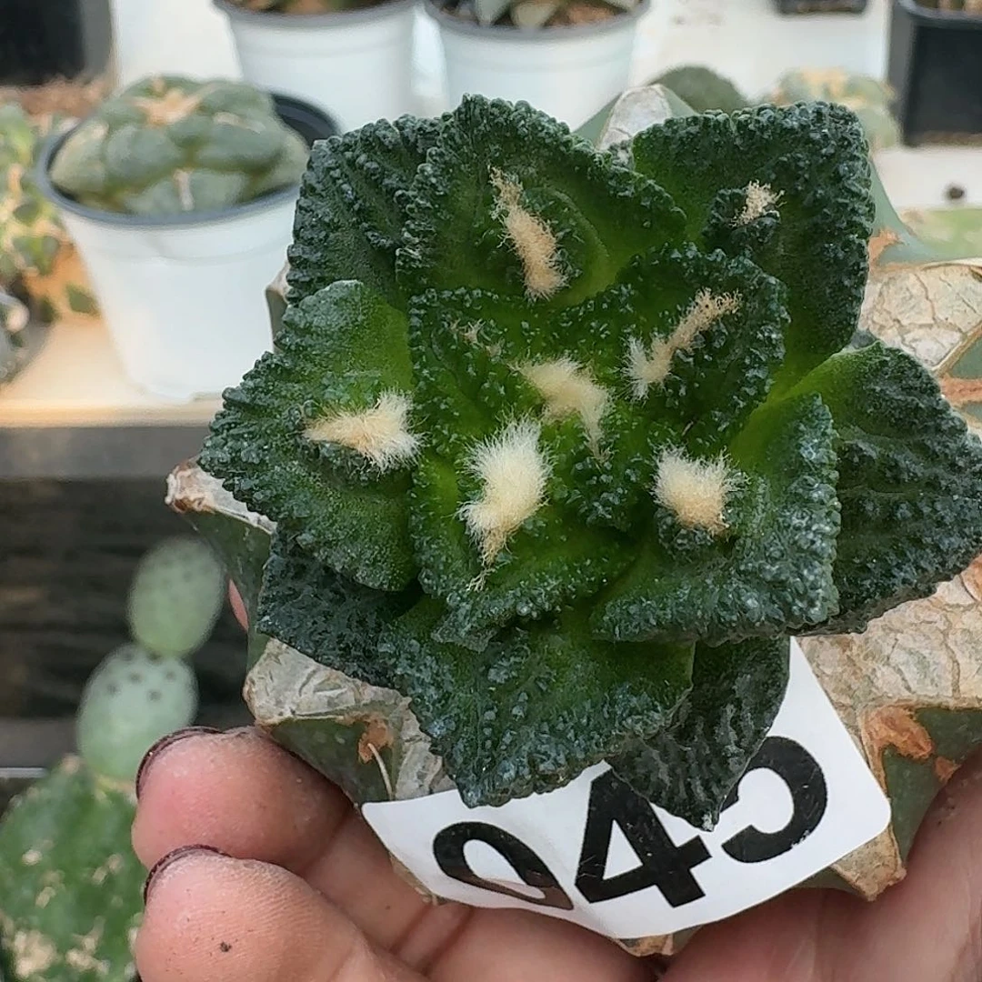 【闪购商品】无花朵超*龟甲045
