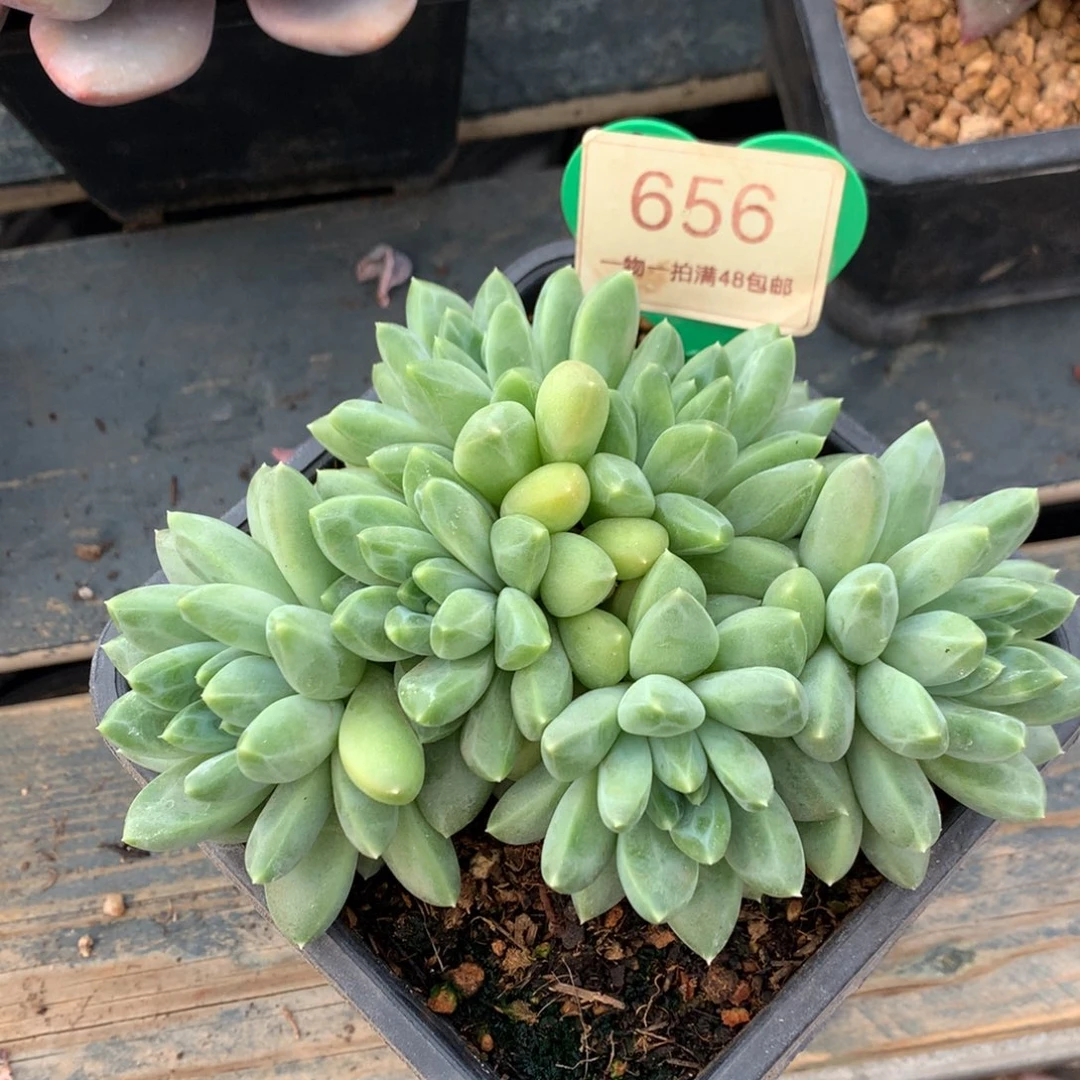 雨花石无砍开播福利656