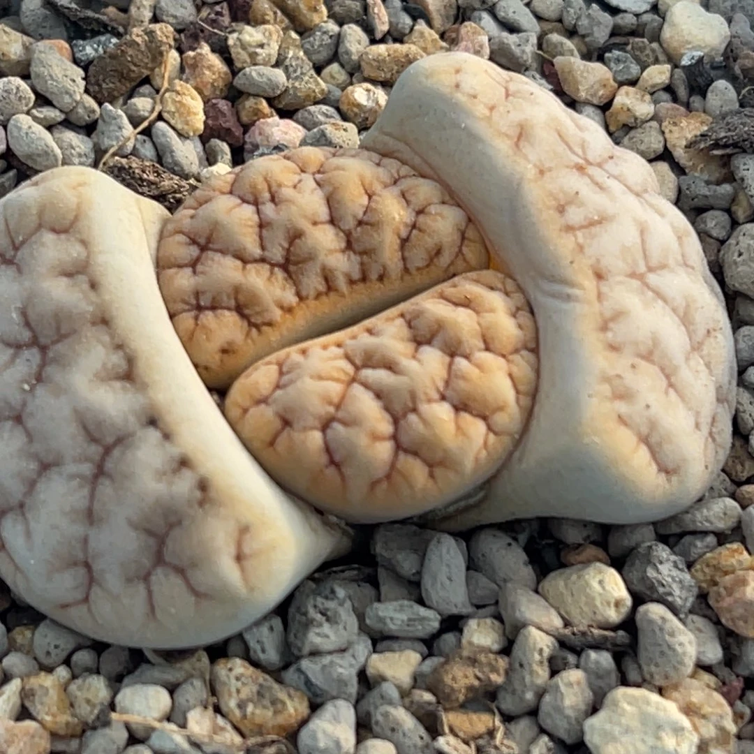 7292凹凸铁189一颗