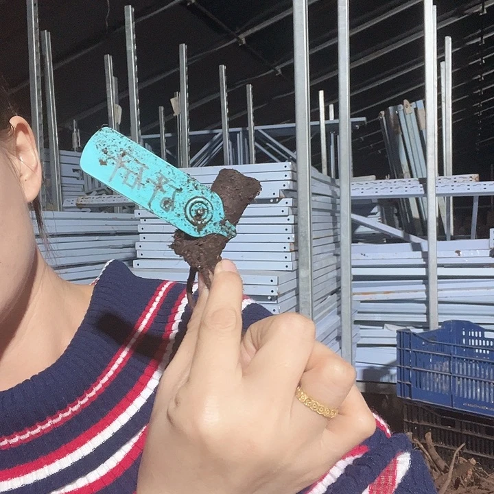 当前无花栽培后可以开花砰砰根