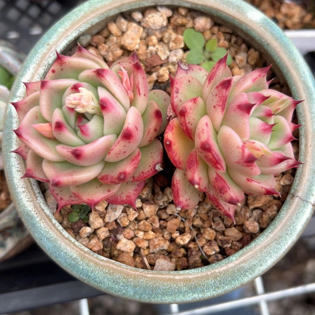 韩版蓝龙（满38包邮）多肉