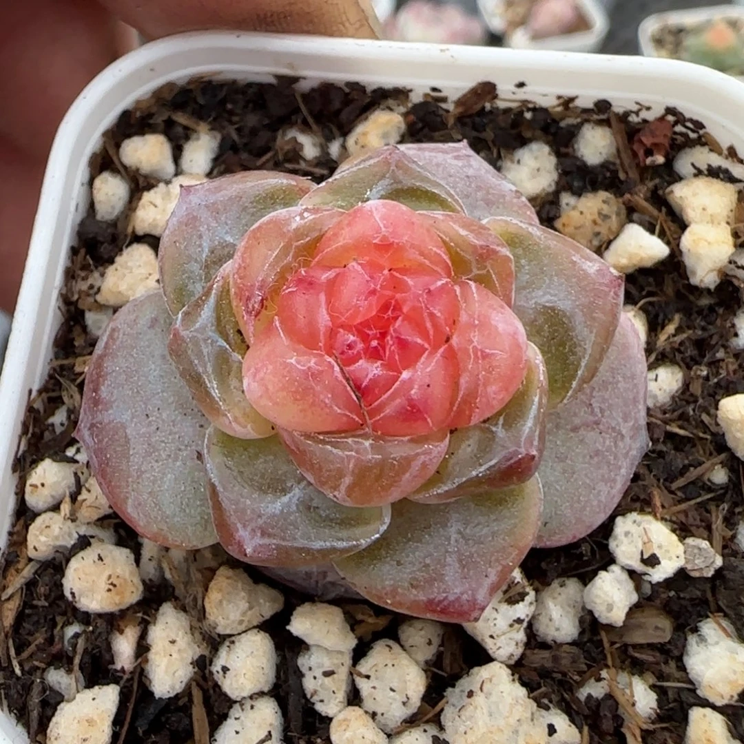 多肉小卡拉米糖心一物一拍