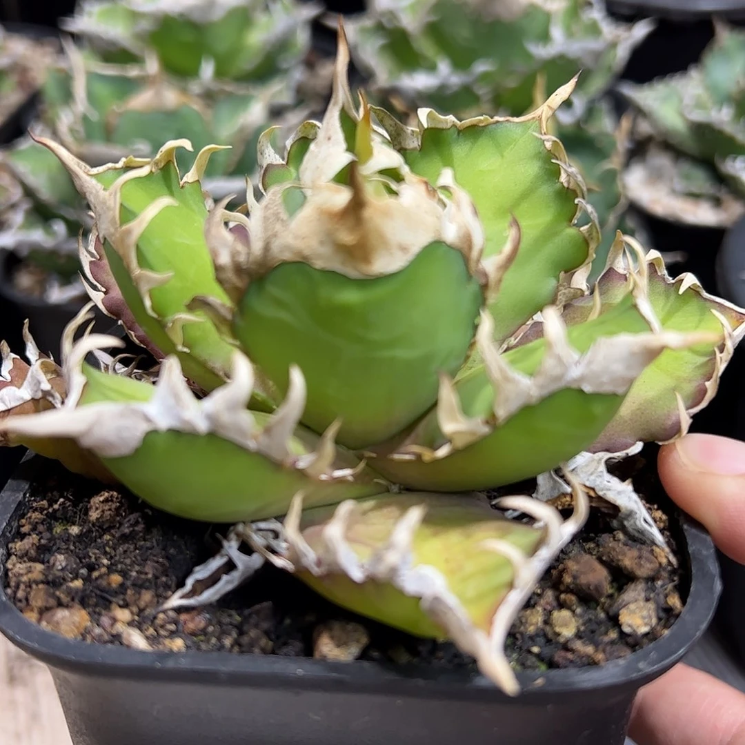 红猫龙舌兰植物仁王冠
