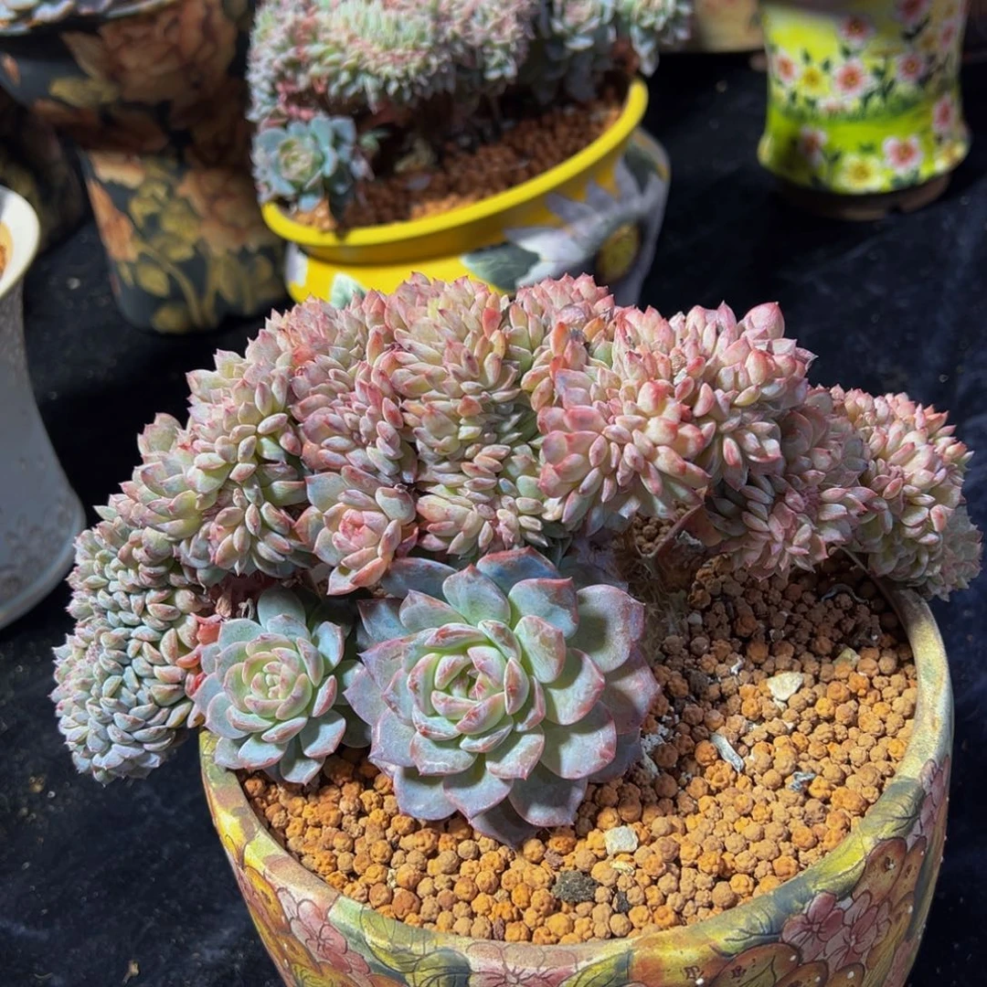 棉****粉琥珀缀天天开心