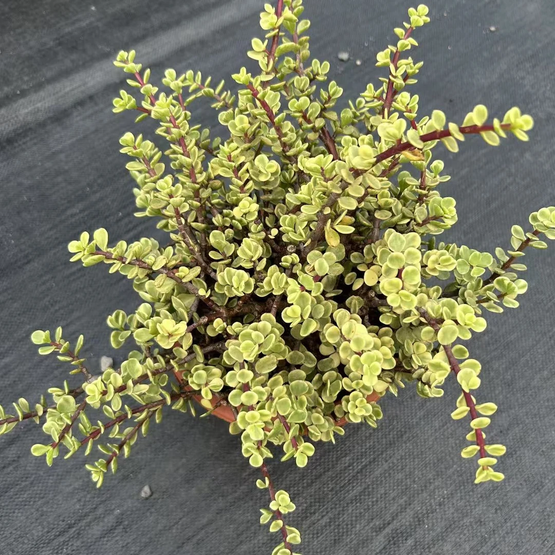 雅乐之舞180盆多肉植物原盆原土