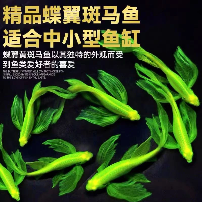 蝶翼斑马鱼长尾龙凤荧光热带冷水鱼小型淡水好养耐活观赏鱼冷水鱼