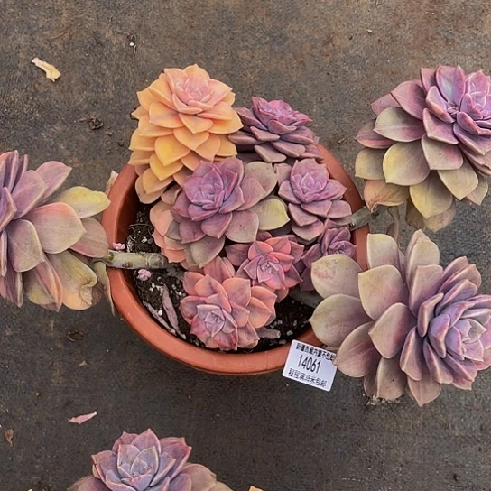 吉**道紫乐锦14061多肉