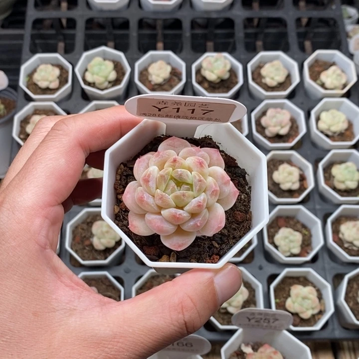 爱*0117 冰魄老 4.5cm