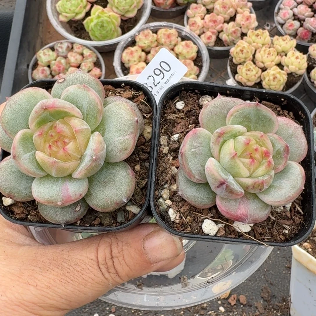 一物一拍一物一拍1102-290