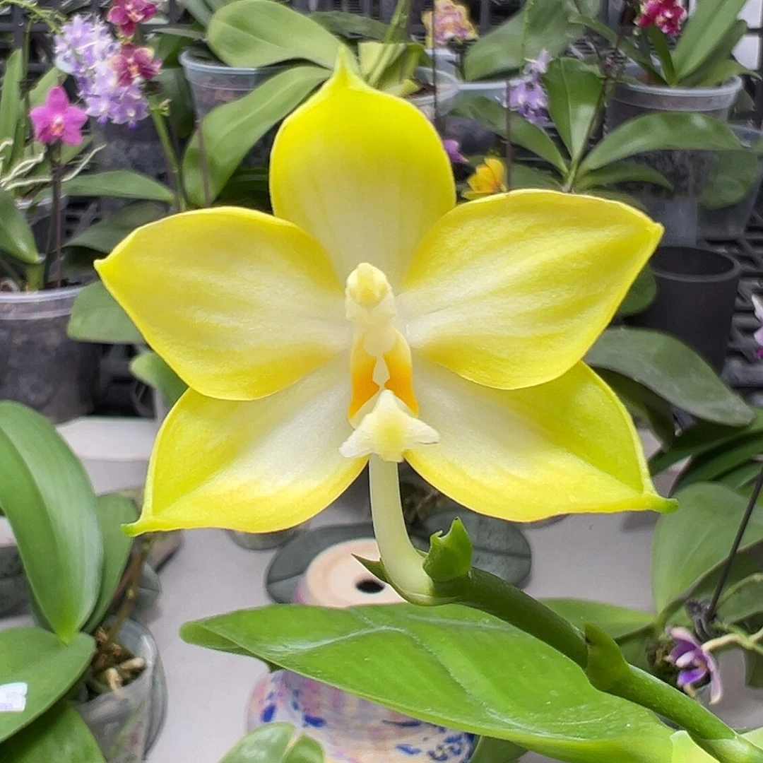 当前无花栽培后可以开花