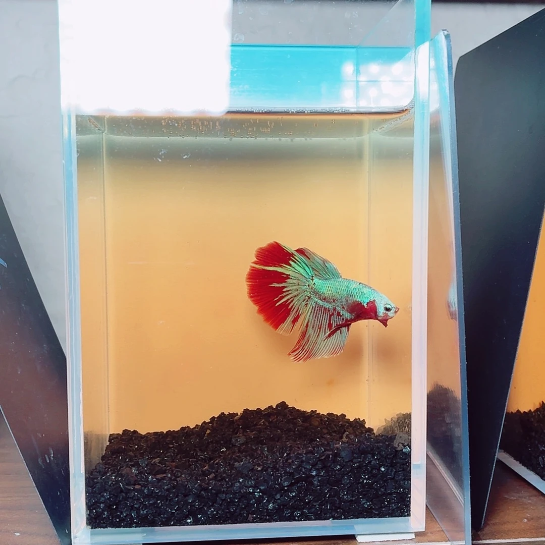 斗鱼彩金电摇半月