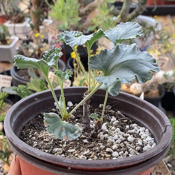 838枝干洋葵带盆一一