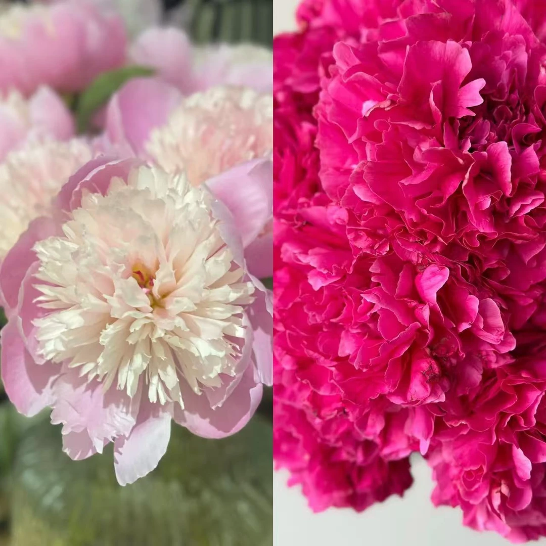 买5枝+点关注送5枝粉色红色山东芍药鲜花顺丰包邮牡丹花鲜切花