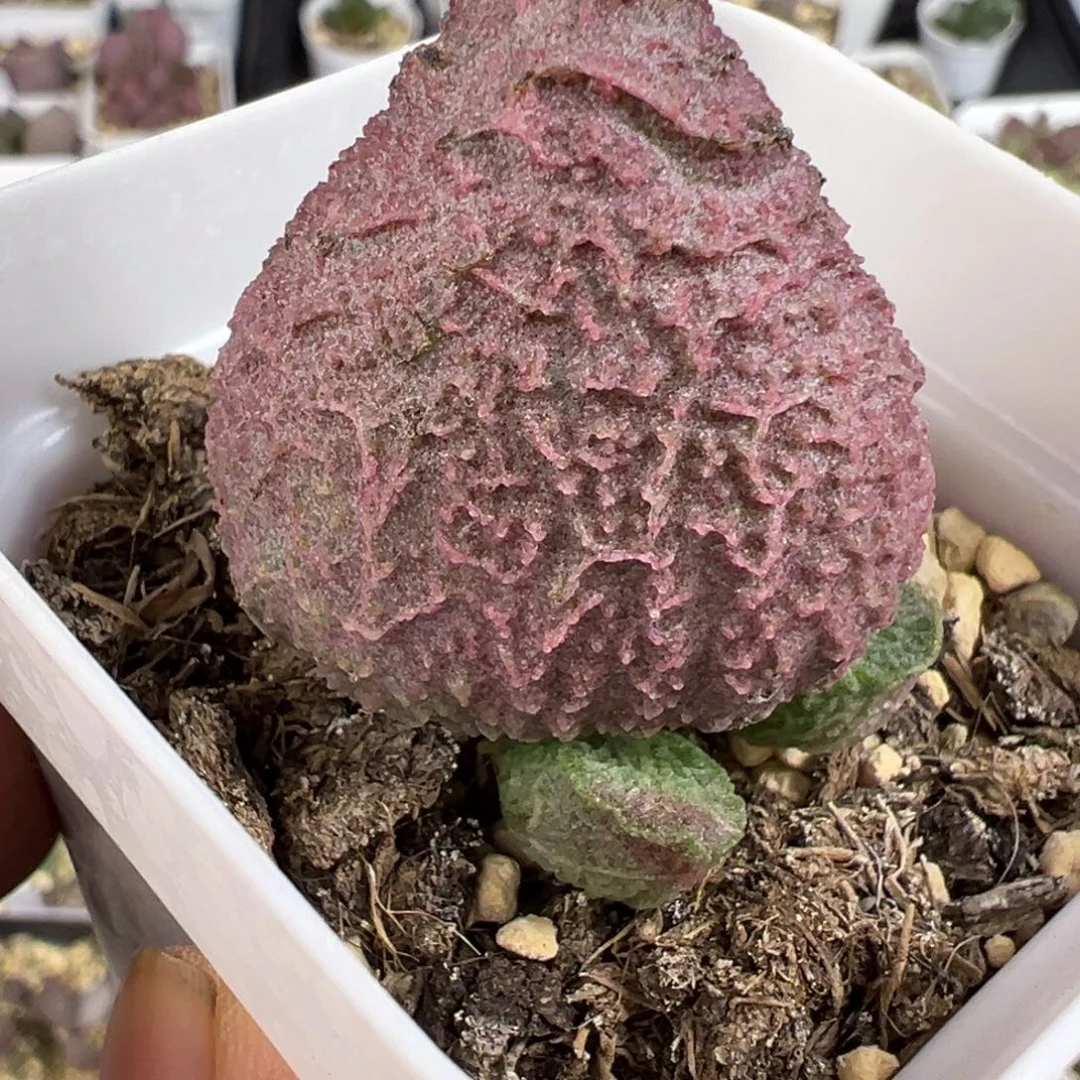 巨猪宝水泡多肉植物水泡