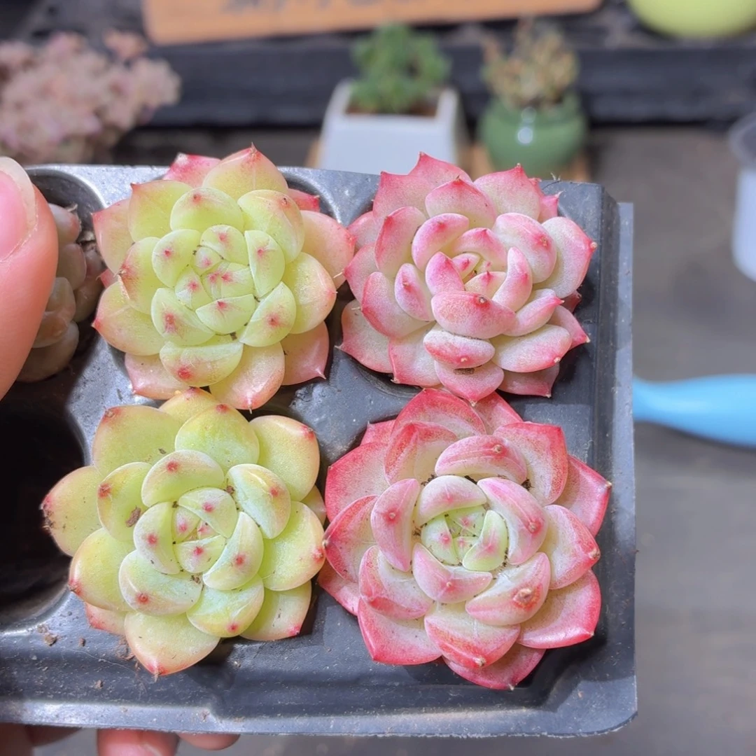 麦秆多肉9.9包邮发货