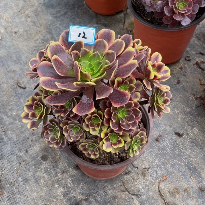 12老庄多肉法师欧嘉莉