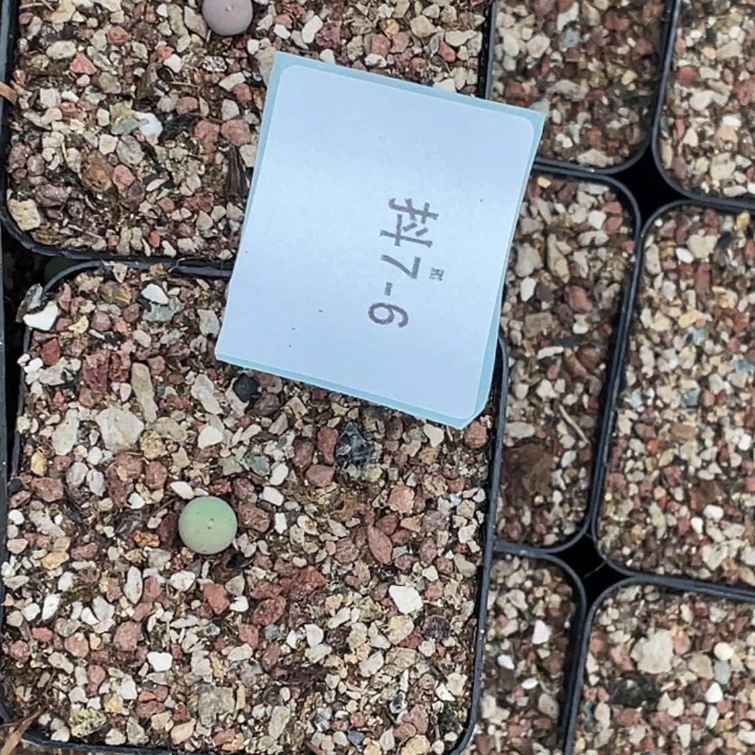 *****7-6肉锥多肉植物肉锥