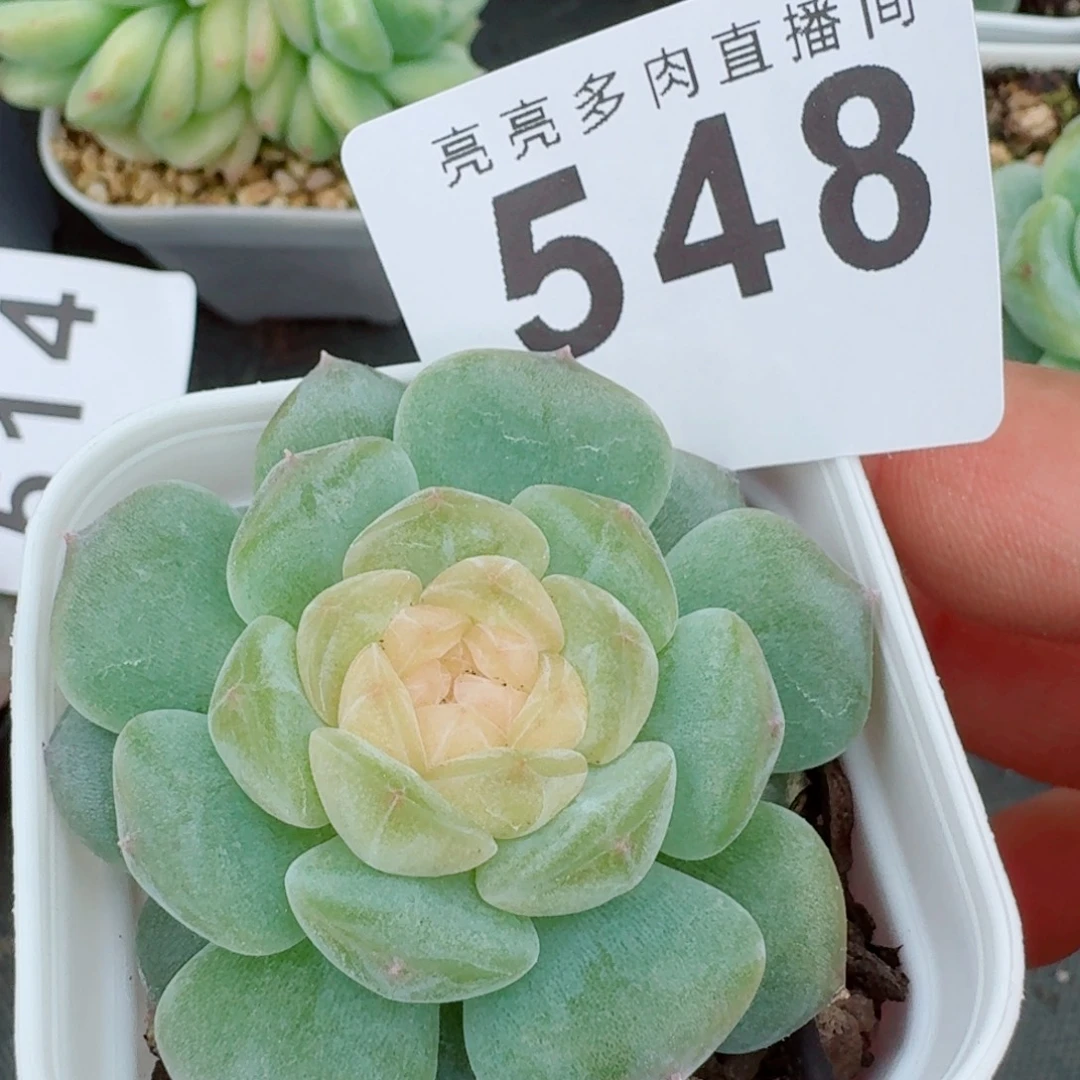 西府海棠            精美多肉植物