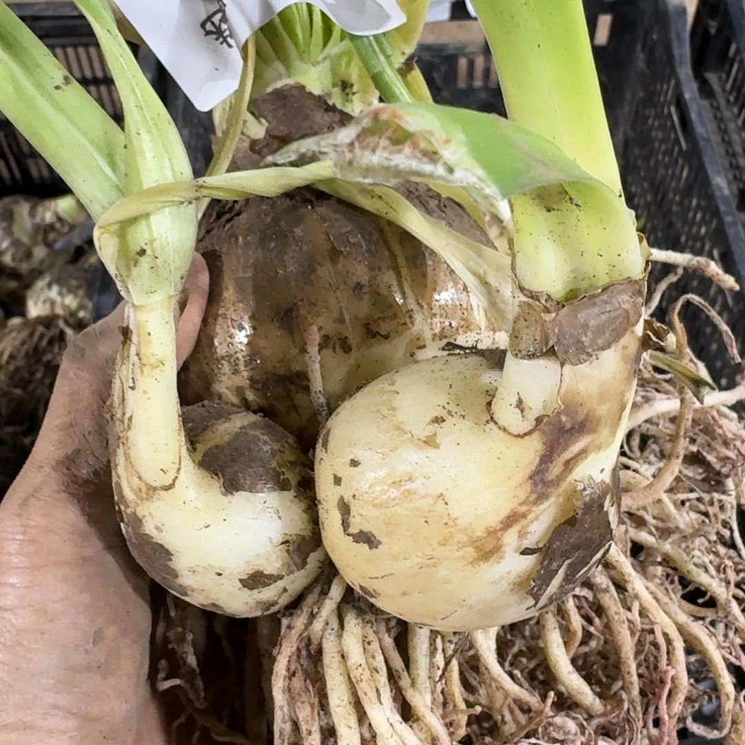 白勒鬼魅7+带2大侧