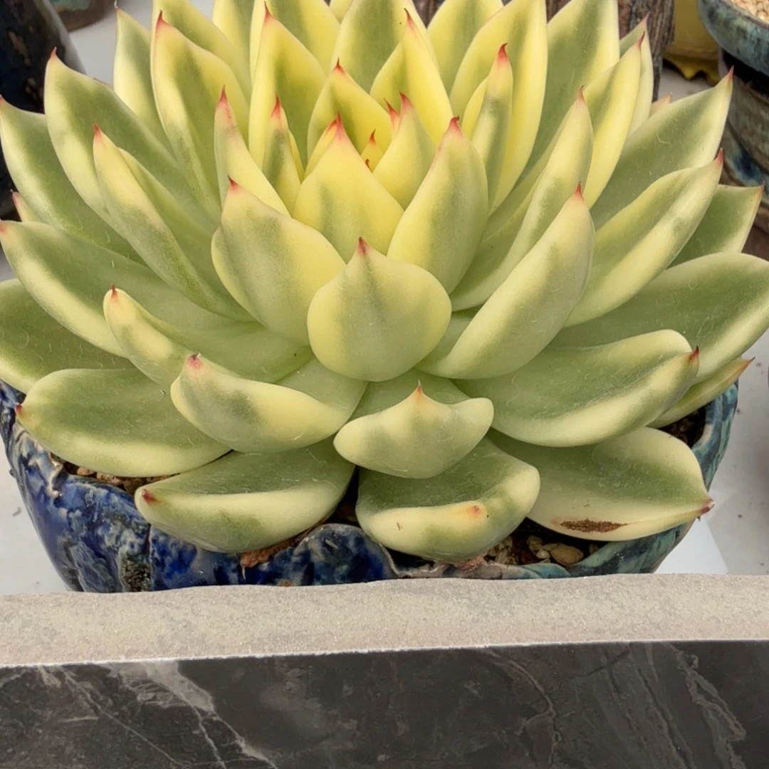 阿诗娜 安吉园艺锦锦