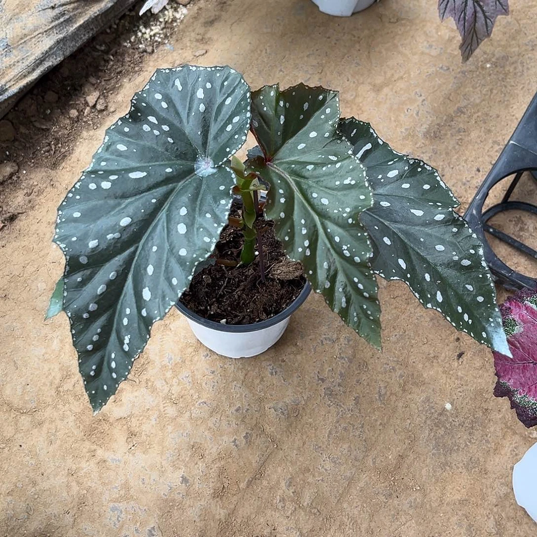无花朵星月落秋海涛