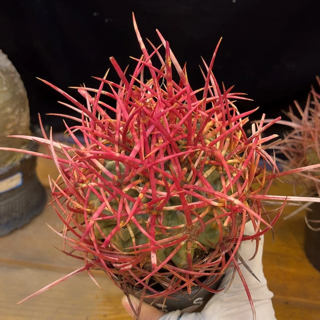 潮流植物 大龙冠